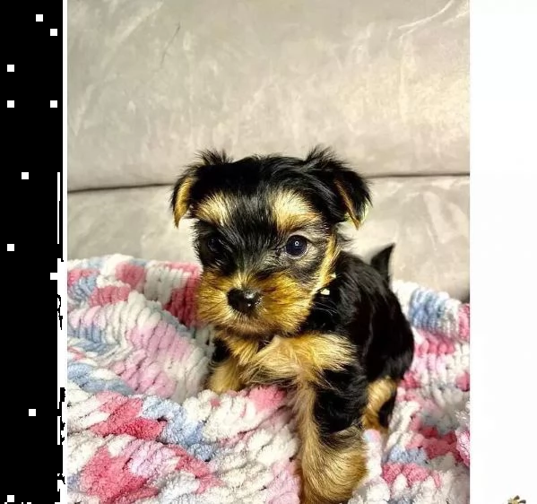 regalo cuccioli di yorkie whatsapp  0039 353 317 4023  | Foto 2
