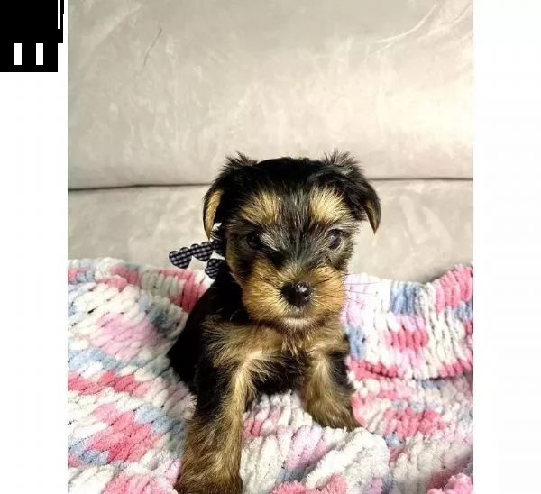 regalo cuccioli di yorkie whatsapp  0039 353 317 4023  | Foto 1