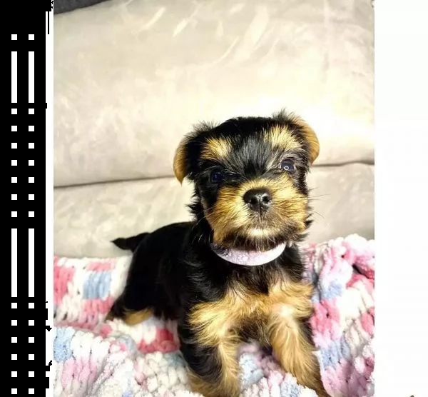 regalo cuccioli di yorkie whatsapp  0039 353 317 4023  | Foto 0