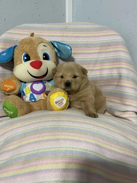 regalo cuccioli di chow chow whatsapp  0039 353 317 4023 