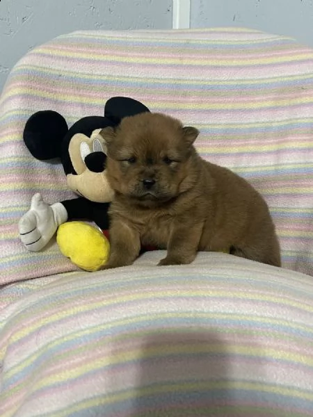 regalo cuccioli di chow chow whatsapp  0039 353 317 4023  | Foto 2