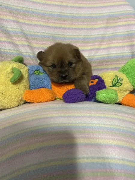 regalo cuccioli di chow chow whatsapp  0039 353 317 4023  | Foto 1