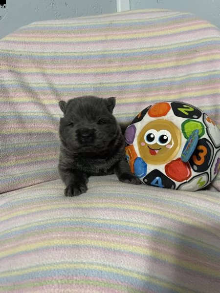 regalo cuccioli di chow chow whatsapp  0039 353 317 4023  | Foto 0
