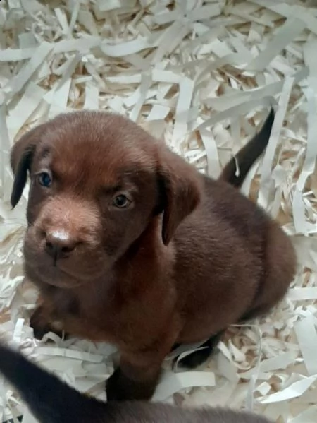 regalo cuccioli di labrador whatsapp  0039 353 317 4023  | Foto 2