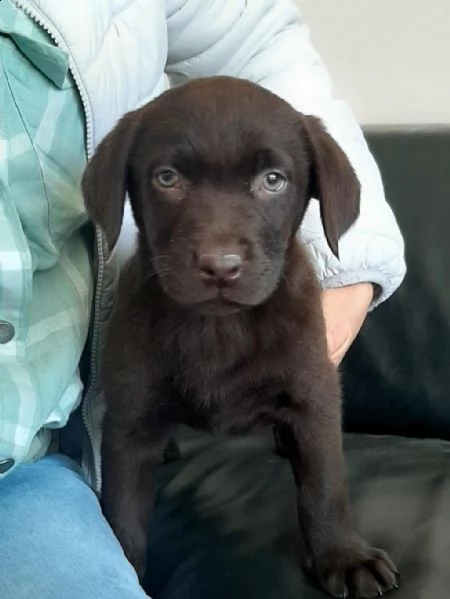 regalo cuccioli di labrador whatsapp  0039 353 317 4023  | Foto 1