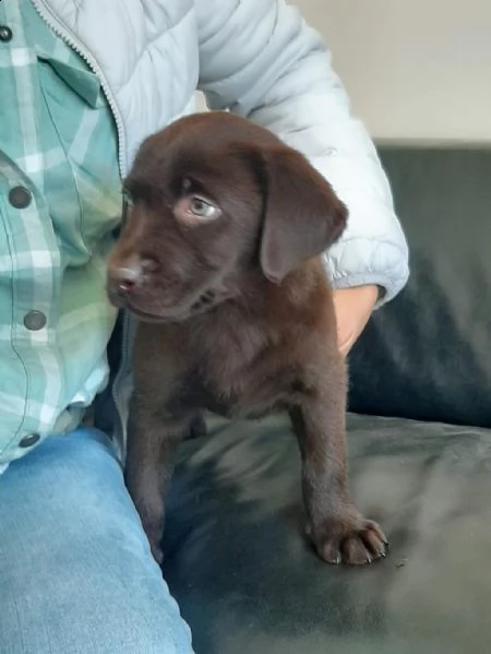 regalo cuccioli di labrador whatsapp  0039 353 317 4023  | Foto 0