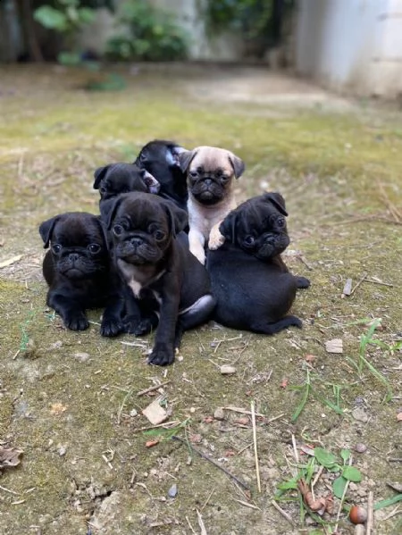 adotta un cucciolo di carlino whatsapp  0039 353 317 4023 
