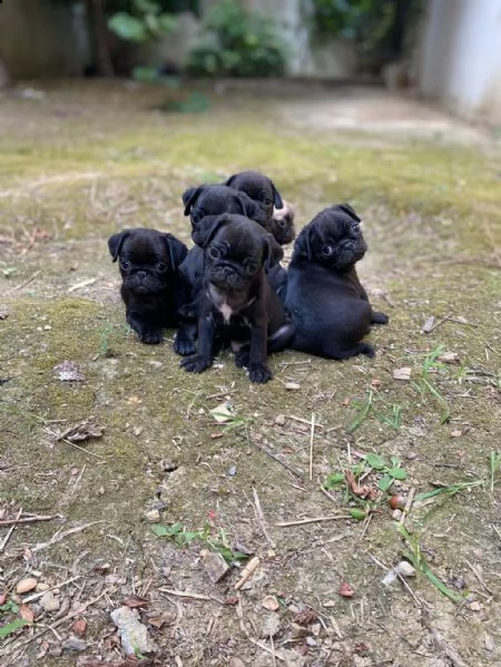 adotta un cucciolo di carlino whatsapp  0039 353 317 4023  | Foto 2