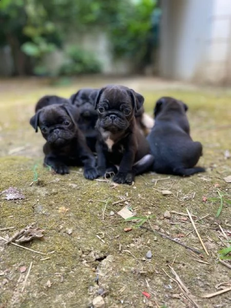 adotta un cucciolo di carlino whatsapp  0039 353 317 4023  | Foto 1