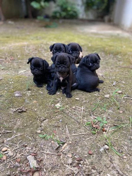 adotta un cucciolo di carlino whatsapp  0039 353 317 4023  | Foto 0