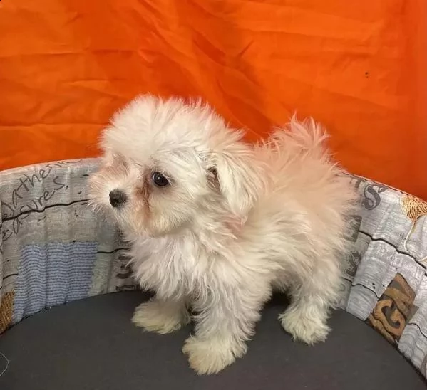 adotta un cucciolo di maltese whatsapp 0039 353 317 4023 | Foto 2