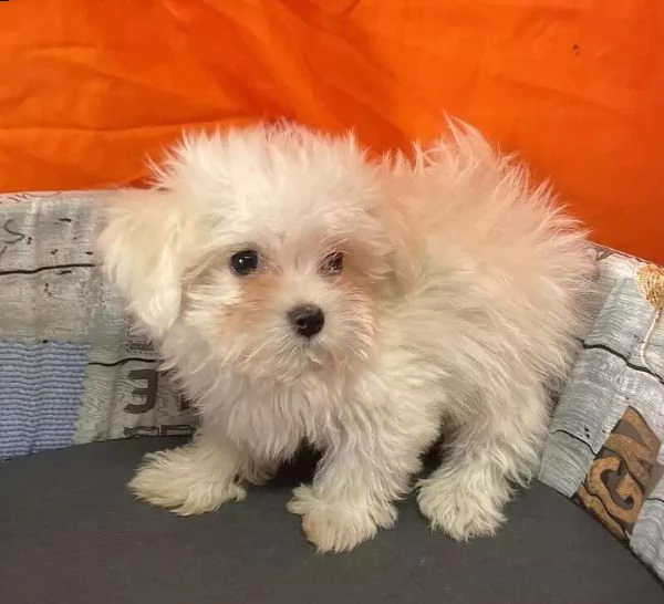 adotta un cucciolo di maltese whatsapp 0039 353 317 4023 | Foto 1