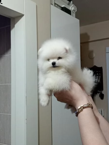 adotta un pomerania  whatsapp  0039 353 317 4023  | Foto 0