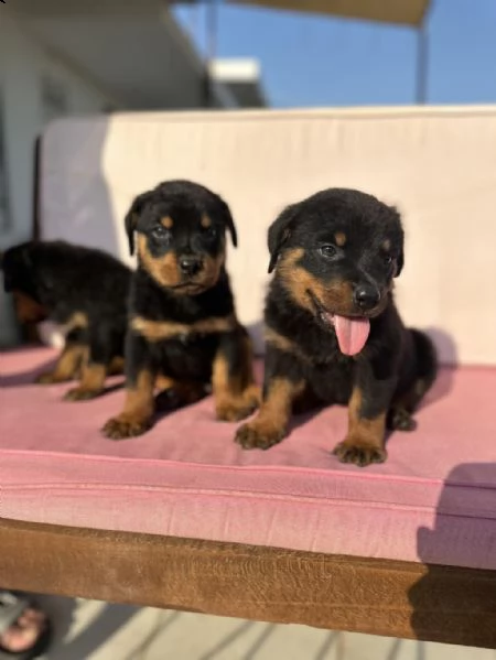 adotta un cucciolo di rottweiler whatsapp  0039 353 317 4023 