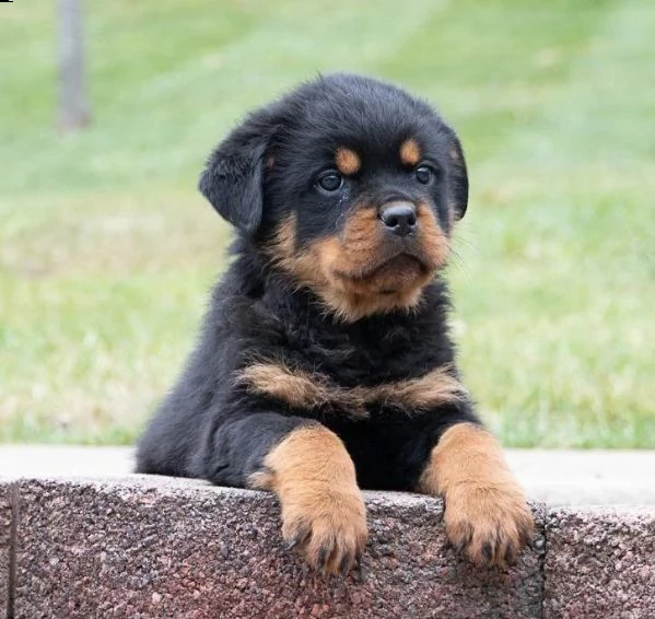 adotta un cucciolo di rottweiler whatsapp  0039 353 317 4023  | Foto 2