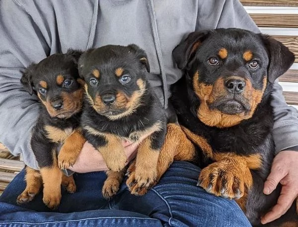 adotta un cucciolo di rottweiler whatsapp  0039 353 317 4023  | Foto 1
