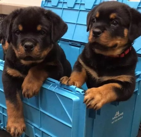 adotta un cucciolo di rottweiler whatsapp  0039 353 317 4023  | Foto 0