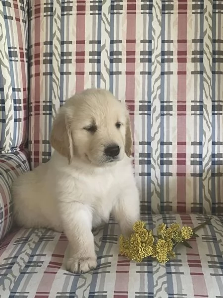 cuccioli di golden retriever whatsapp  0039 353 317 4023 