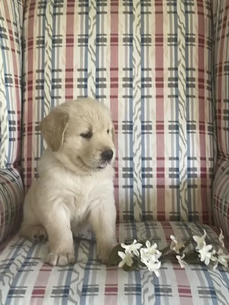 cuccioli di golden retriever whatsapp  0039 353 317 4023  | Foto 2