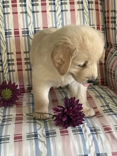 cuccioli di golden retriever whatsapp  0039 353 317 4023  | Foto 1