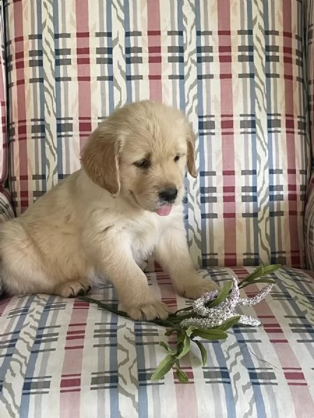 cuccioli di golden retriever whatsapp  0039 353 317 4023  | Foto 0