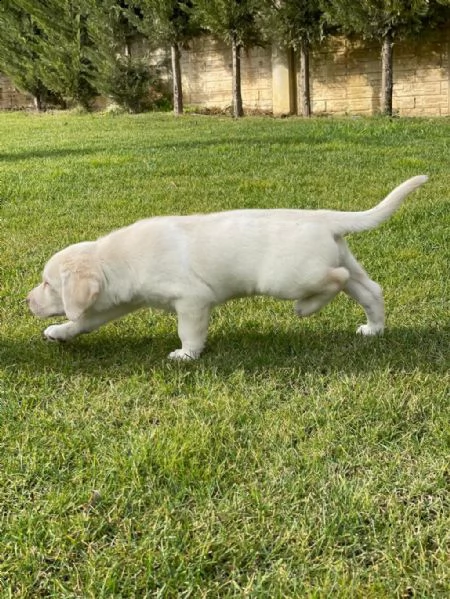 cuccioli di labrador whatsapp  0039 353 317 4023  | Foto 2