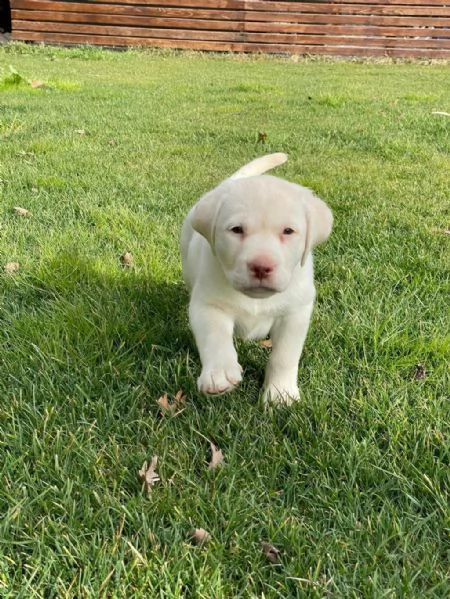 cuccioli di labrador whatsapp  0039 353 317 4023 
