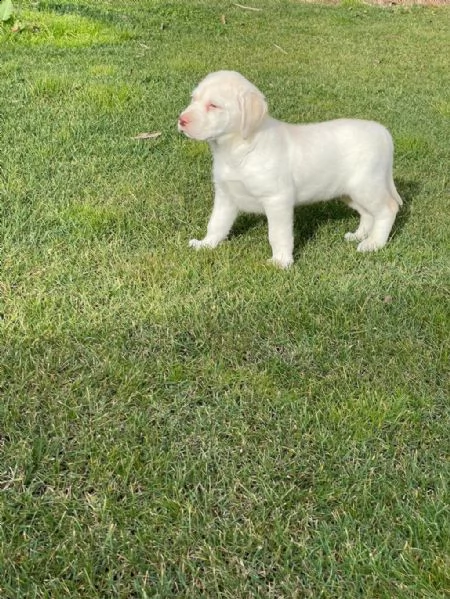 cuccioli di labrador whatsapp  0039 353 317 4023  | Foto 0