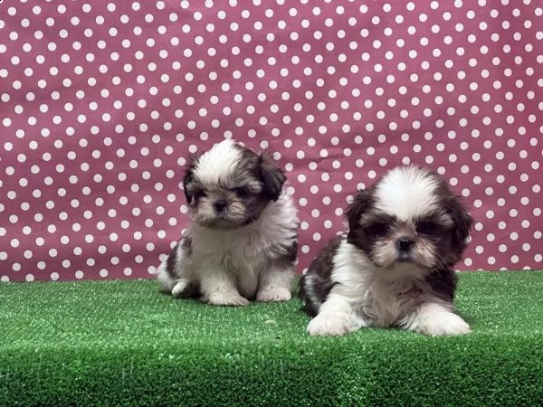 cuccioli shih tzu whatsapp  0039 353 317 4023  | Foto 1