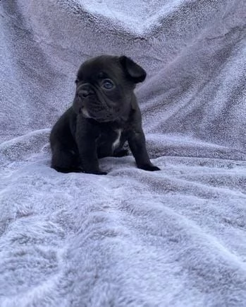 cuccioli di bulldog francese whatsapp  0039 353 317 4023  | Foto 2