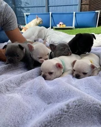 cuccioli di bulldog francese whatsapp  0039 353 317 4023  | Foto 1