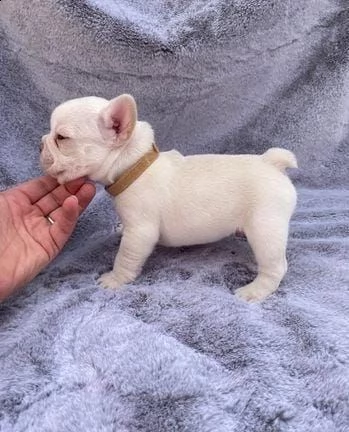 cuccioli di bulldog francese whatsapp  0039 353 317 4023  | Foto 0