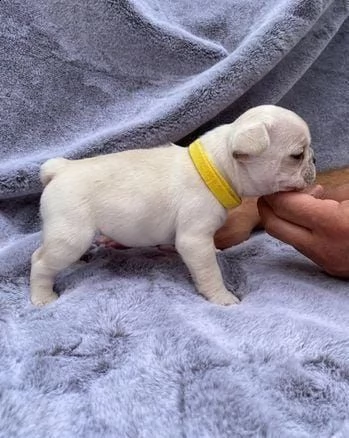 cuccioli di bulldog francese whatsapp  0039 353 317 4023 