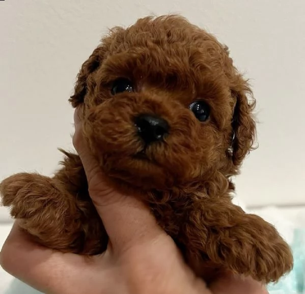 cuccioli di barboncino toy | Foto 0