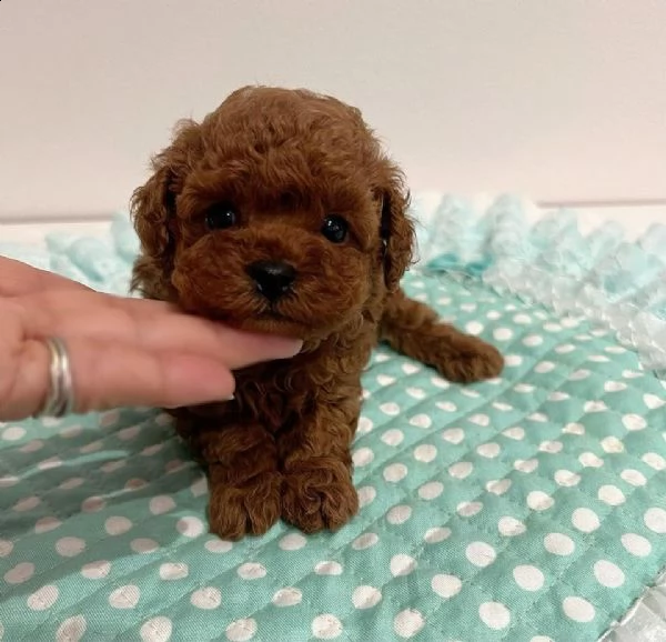 cuccioli di barboncino toy