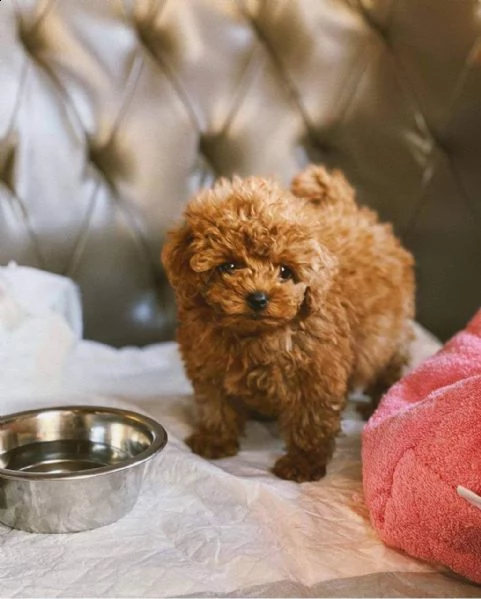 cuccioli barboncino nano albicocca | Foto 0
