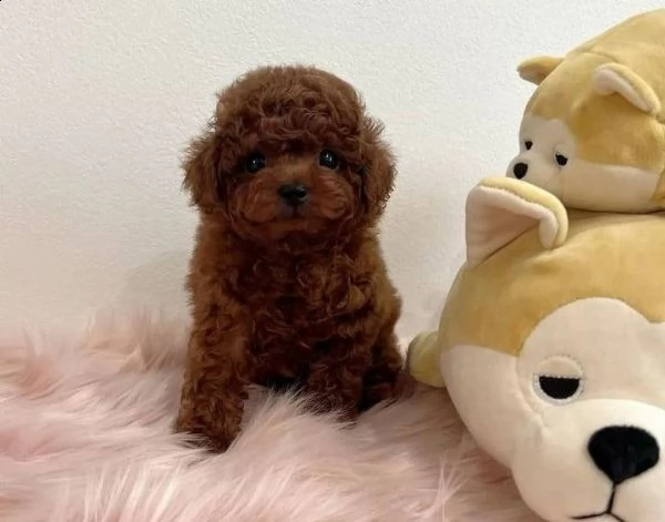 cuccioli barboncino toy | Foto 0