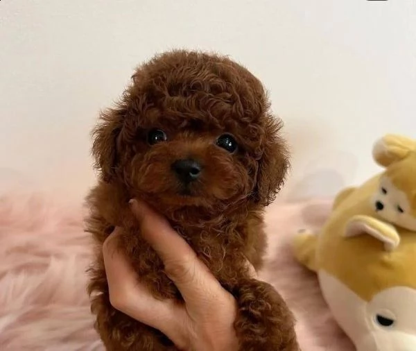cuccioli barboncino toy