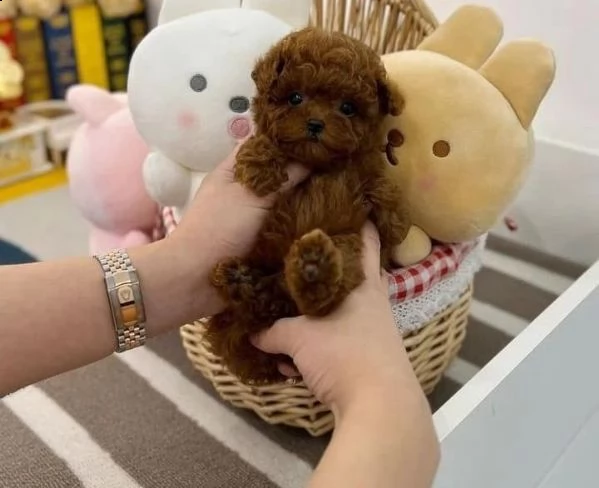 cuccioli barboncini toy piccoli 