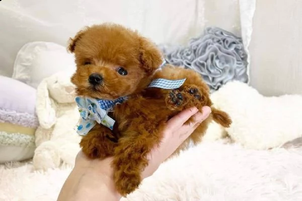 cane barboncino toy