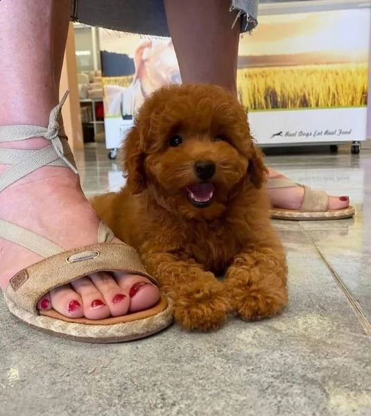 cuccioli di cane barboncino toy