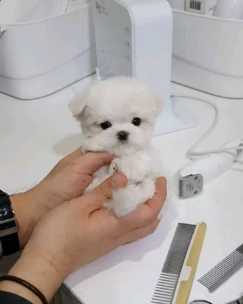 regalo  maltese mini toy | Foto 0