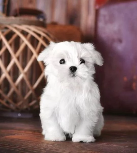 regalo  maltese mini toy | Foto 0