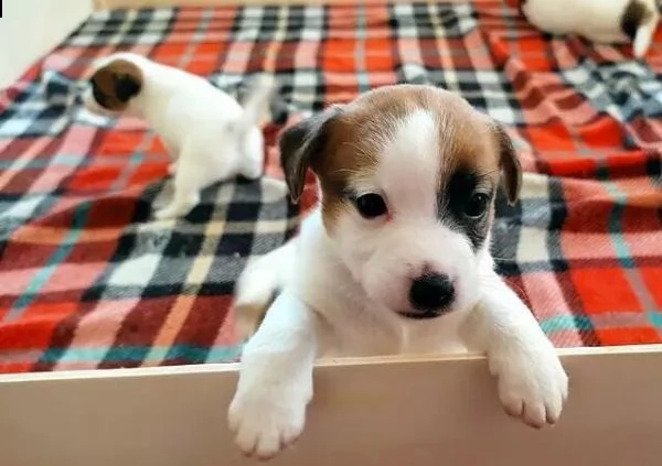 regalo cuccioli jack russell su whatsapp  0039 353 317 4023 