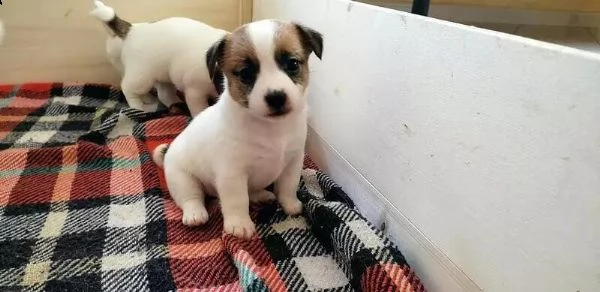 regalo cuccioli jack russell su whatsapp  0039 353 317 4023  | Foto 2