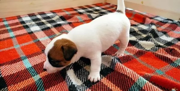 regalo cuccioli jack russell su whatsapp  0039 353 317 4023  | Foto 1