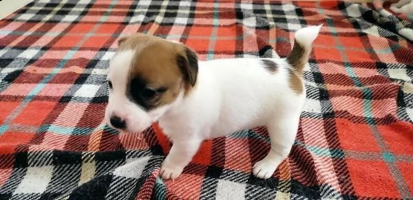 regalo cuccioli jack russell su whatsapp  0039 353 317 4023  | Foto 0