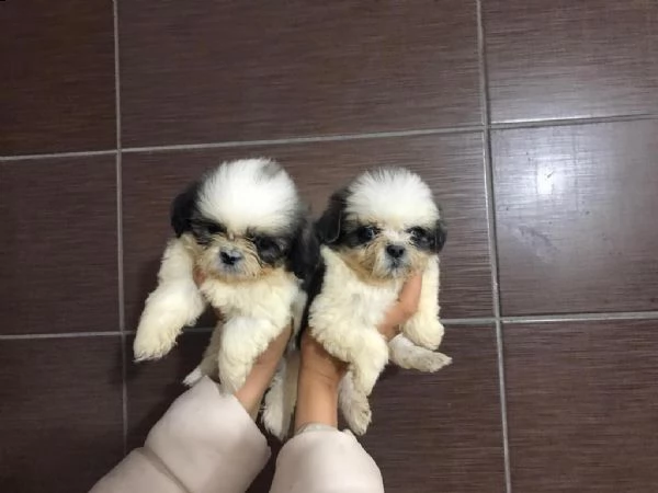 regalo cuccioli shih tzu whatsapp  0039 353 317 4023 