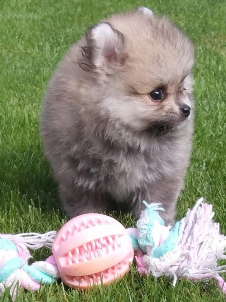 regalo pomerania whatsapp  0039 353 317 4023  | Foto 2
