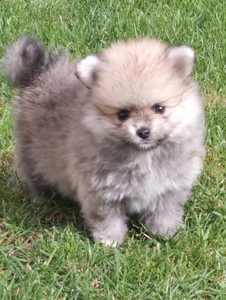 regalo pomerania whatsapp  0039 353 317 4023  | Foto 1